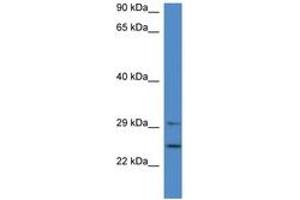 Image no. 1 for anti-14-3-3 alpha + beta (YWHAB) (AA 70-119) antibody (ABIN6746013) (YWHAB anticorps  (AA 70-119))