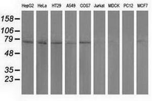 Image no. 2 for anti-Pseudouridylate Synthase 7 Homolog (PUS7) antibody (ABIN1500516) (PUS7 anticorps)