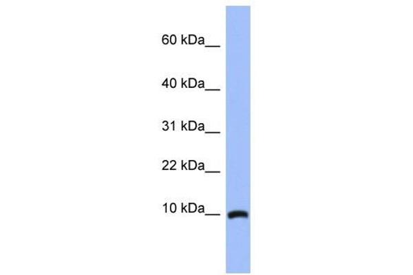 ACBD7 anticorps  (N-Term)