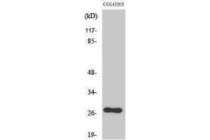 Western Blotting (WB) image for anti-OTU Domain, Ubiquitin Aldehyde Binding 2 (OTUB2) (Internal Region) antibody (ABIN3186222) (OTUB2 anticorps  (Internal Region))