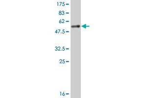 Western Blot detection against Immunogen (52. (YWHAB anticorps  (AA 1-246))