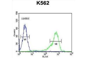 Flow Cytometry (FACS) image for anti-Insulin-Like Growth Factor 2 mRNA Binding Protein 1 (IGF2BP1) antibody (ABIN2995660) (IGF2BP1 anticorps)