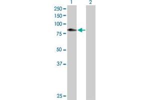 Western Blot analysis of C1S expression in transfected 293T cell line by C1S MaxPab polyclonal antibody. (C1S anticorps  (AA 1-688))