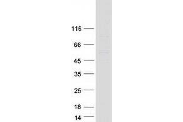 AER61 Protein (Myc-DYKDDDDK Tag)