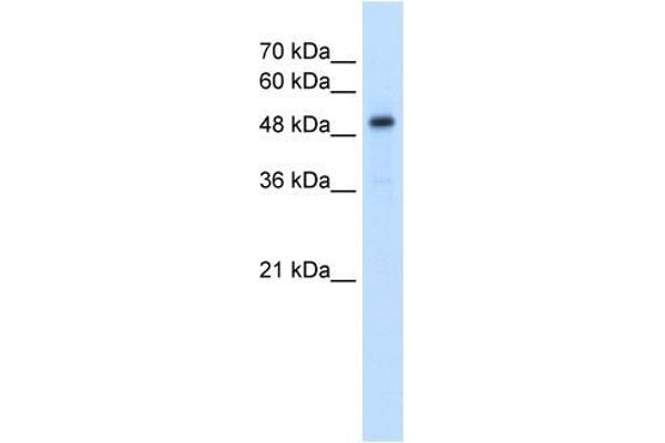 SLC1A5 anticorps