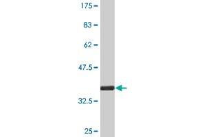 Western Blot detection against Immunogen (35. (SUB1 anticorps  (AA 32-124))