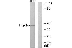Western Blotting (WB) image for anti-FOS-Like Antigen 1 (FOSL1) (Internal Region) antibody (ABIN1849181) (FOSL1 anticorps  (Internal Region))
