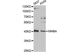 Western blot analysis of extracts of various cell lines, using INHBA antibody (ABIN2563435) at 1:1000 dilution. (INHBA anticorps)