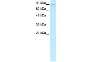 KIF5B antibody used at 1 ug/ml to detect target protein. (KIF5B anticorps  (C-Term))