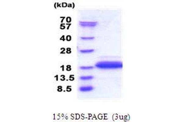 DPY30 Protein (AA 1-99) (His tag)