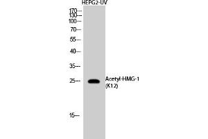 Western Blot analysis of NIH-3T3, HepG2-UV cells using Acetyl-HMG-1 (K12) Polyclonal Antibody. (HMGB1 anticorps  (acLys12))