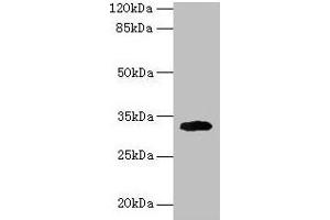 Western blot All lanes: Cd74 antibody at 2 μg/mL + Mouse lung tissue Secondary Goat polyclonal to rabbit IgG at 1/10000 dilution Predicted band size: 32, 25 kDa Observed band size: 32 kDa (CD74 anticorps  (AA 57-280))