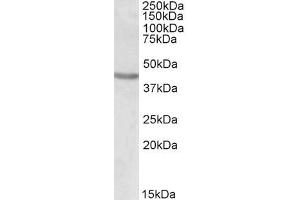 Western Blotting (WB) image for anti-POU Class 3 Homeobox 2 (POU3F2) antibody (ABIN5904281) (POU3F2 anticorps)