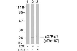 Western blot analysis of extracts from Hela cells untreated or treated with EGF, IFN-a using p27Kip1(Phospho-Thr187) Antibody. (CDKN1B anticorps  (pThr187))