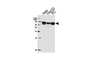 Western blot analysis of lysates from Hela, HepG2, RD cell line (from left to right), using PRKAG3 Antibody (C-term) (ABIN1537314 and ABIN2848560). (PRKAG3 anticorps  (C-Term))