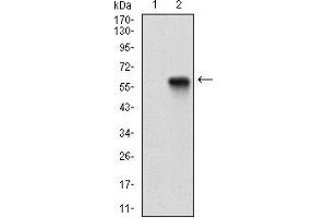 Fig. (PPARGC1B anticorps  (AA 195-414))