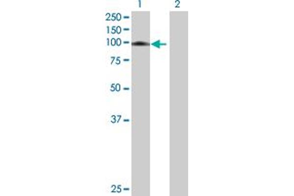 AGGF1 anticorps  (AA 1-714)