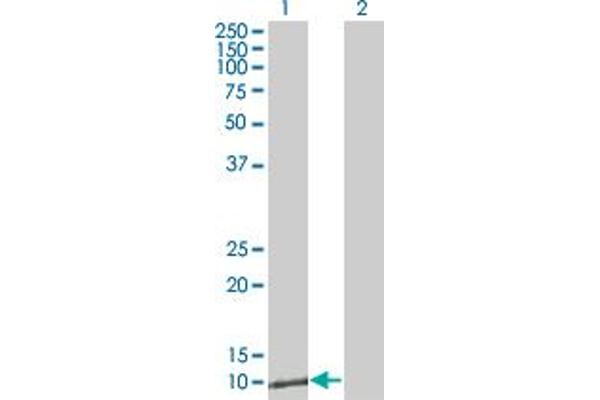 ZNRD1 anticorps  (AA 24-126)