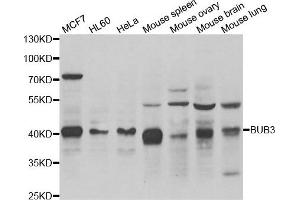 Western blot analysis of extracts of various cell lines, using BUB3 antibody. (BUB3 anticorps)