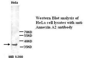 Image no. 1 for anti-Annexin A2 (ANXA2) (N-Term) antibody (ABIN1494341) (Annexin A2 anticorps  (N-Term))