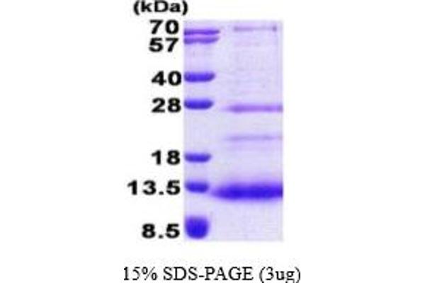 SPINK7/ECRG2 Protein (AA 20-85) (His tag)