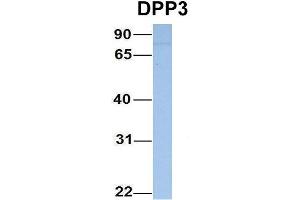 Host:  Rabbit  Target Name:  DPP3  Sample Type:  Hela  Antibody Dilution:  1. (DPP3 anticorps  (N-Term))