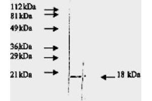 Western Blotting (WB) image for anti-Fibroblast Growth Factor 2 (Basic) (FGF2) antibody (ABIN452474) (FGF2 anticorps)