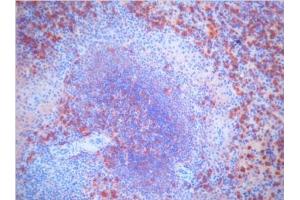 Immunohistochemistry (IHC) image for Mouse anti-Pig IgM antibody (ABIN400639) (Souris anti-Porc IgM Anticorps)