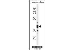 Western blot analysis of CYTH3 Antibody in mouse cerebellum tissue lysates (35ug/lane) (Cytohesin 3 anticorps  (C-Term))