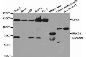 Western blot analysis of extracts of various cell lines, using PRKG1 antibody (ABIN5971390) at 1/1000 dilution. (PRKG1 anticorps)