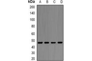 Western blot analysis of Alpha-enolase expression in PC3 (A), Ramos (B), Hela (C), THP1 (D) whole cell lysates. (ENO1 anticorps)