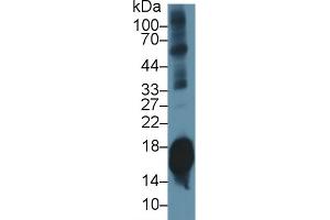 Western Blot; Sample: Mouse Cerebrum lysate; Primary Ab: 1µg/ml Rabbit Anti-Mouse SNCa Antibody Second Ab: 0. (SNCA anticorps  (AA 23-140))