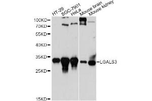 Western blot analysis of extracts of various cell lines, using LGALS3 antibody. (Galectin 3 anticorps)