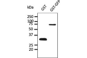 Western Blotting (WB) image for anti-Glutathione S Transferase (GST) antibody (ABIN1440050) (GST anticorps)