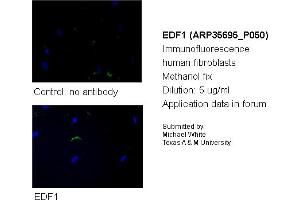 Image no. 2 for anti-Endothelial Differentiation Related Factor 1 (EDF1) (N-Term) antibody (ABIN501446) (EDF1 anticorps  (N-Term))