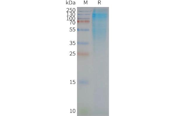 CD37 Protéine