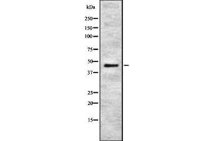 Western blot analysis of RELT using HuvEc whole cell lysates (RELT anticorps  (C-Term))