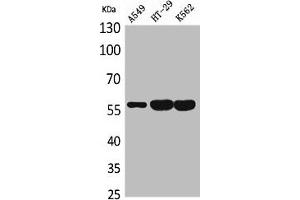Western Blot analysis of A549 HT29 K562 cells using ERp57 Polyclonal Antibody (PDIA3 anticorps  (Internal Region))