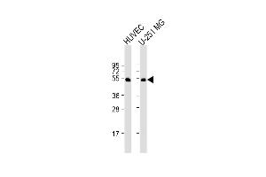 All lanes : Anti-CDC42EP1 Antibody (C-term) at 1:1000 dilution Lane 1: HUVEC whole cell lysate Lane 2: U-251 MG whole cell lysate Lysates/proteins at 20 μg per lane. (CDC42EP1 anticorps  (C-Term))