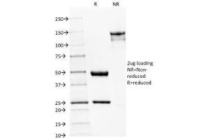 SDS-PAGE Analysis of Purified, BSA-Free Spectrin beta III Antibody (clone SPTBN2/1582). (Spectrin, Beta, Non-erythrocytic 2 (SPTBN2) (AA 356-475) anticorps)