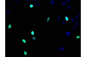 Immunofluorescence (IF) image for anti-Histone Cluster 1, H3a (HIST1H3A) antibody (ABIN7127295)