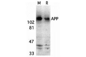 Western Blotting (WB) image for anti-Amyloid beta (A4) Precursor Protein (APP) (C-Term) antibody (ABIN1030251) (APP anticorps  (C-Term))