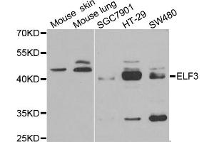 Western blot analysis of extracts of various cell lines, using ELF3 antibody (ABIN6292050) at 1:1000 dilution. (ELF3 anticorps)