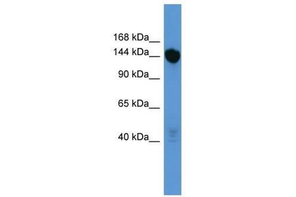 Basonuclin 2 anticorps  (C-Term)