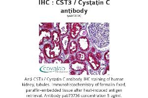 Image no. 1 for anti-Cystatin C (CST3) antibody (ABIN1733347) (CST3 anticorps)