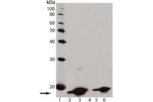 Western blot analysis of [pSer139] Histone H2AX, mAb (9F3) : Lane 1: MW marker, Lane 2: Jurkat cell lysate, Lane 3: Jurkat cell lysate treated with staurosporine, Lane 4: 3T3 cell lysate, Lane 5: CHO-K1 cell lysate, Lane 6: Rat-2 cell lysate. (H2AFX anticorps  (pSer139))