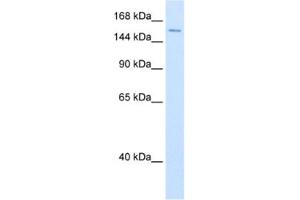 Western Blotting (WB) image for anti-ATP-Dependent RNA Helicase A (DHX9) antibody (ABIN2461336) (DHX9 anticorps)