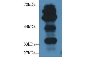 Western Blot; Sample: Rat Lung lysate; Primary Ab: 2µg/ml Rabbit Anti-Mouse AGER Antibody Second Ab: 0. (RAGE anticorps  (AA 10-188))