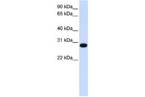 Western Blotting (WB) image for anti-GINS Complex Subunit 2 (Psf2 Homolog) (GINS2) antibody (ABIN2458998) (GINS2 anticorps)