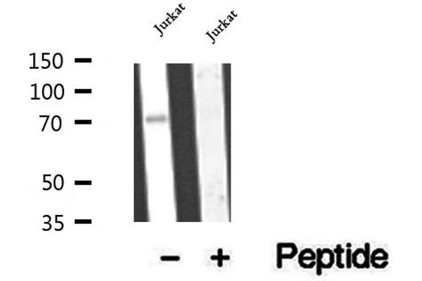 CCDC93 anticorps  (C-Term)